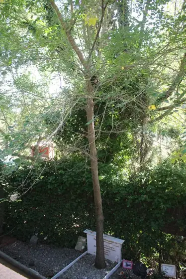 Photograph 2 of the cemetery